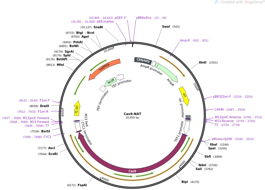 Cas9-NAT图片