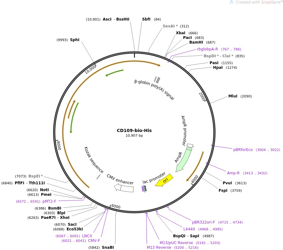 CD109-bio-HisͼƬ