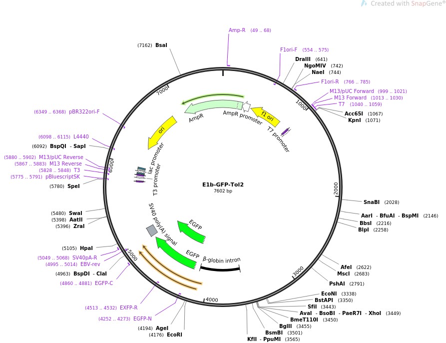 E1b-GFP-Tol2图片