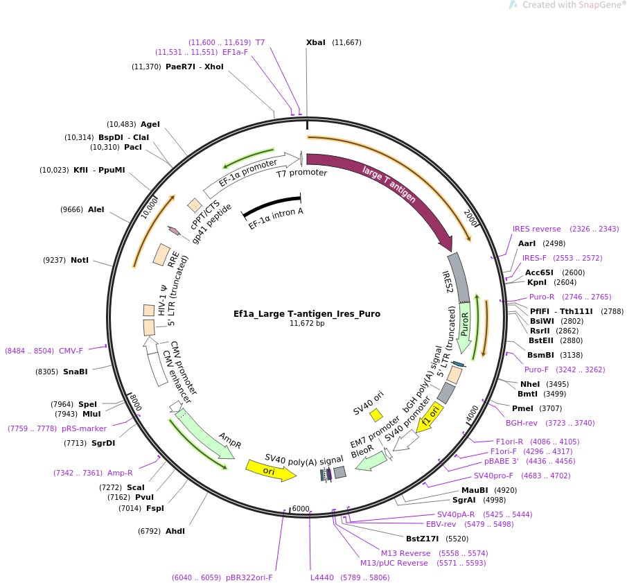 Ef1a-Large T-antigen-Ires-Puro图片