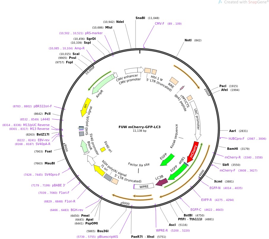FUW mCherry-GFP-LC3图片