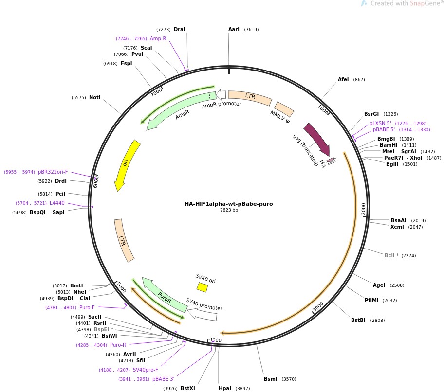 HA-HIF1alpha-wt-pBabe-puro图片