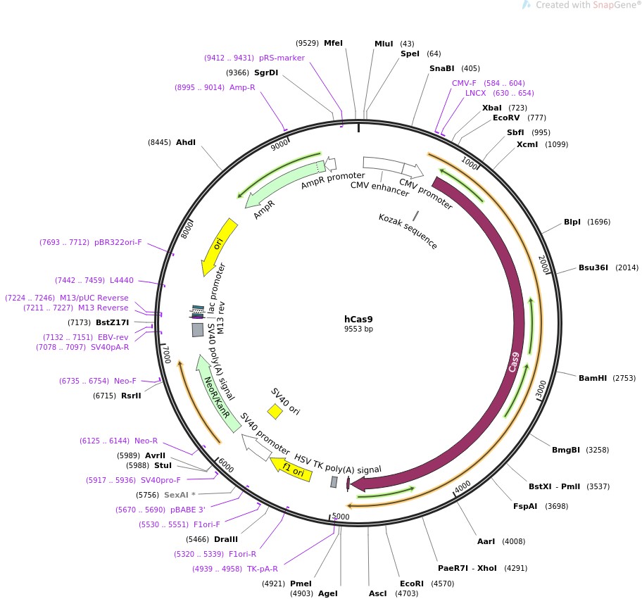 hCas9ͼƬ