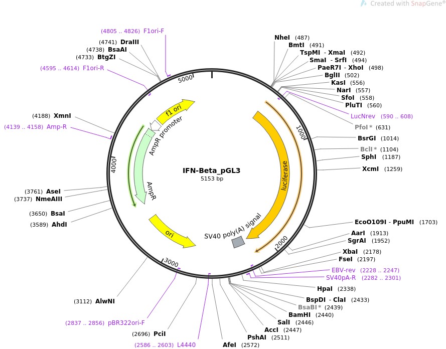 IFN-Beta-pGL3图片