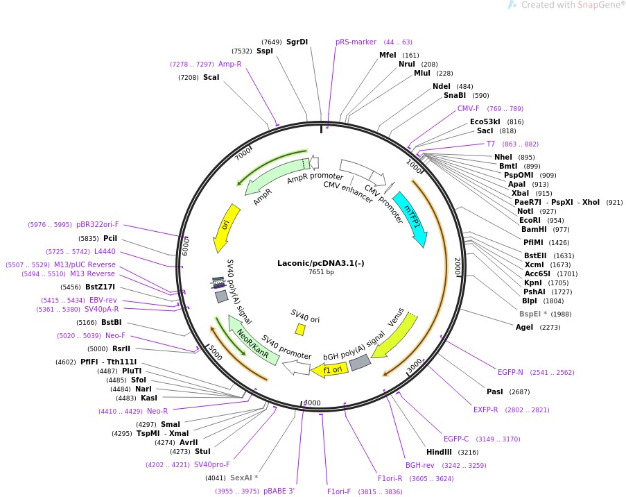 Laconic/pcDNA3.1(-)图片