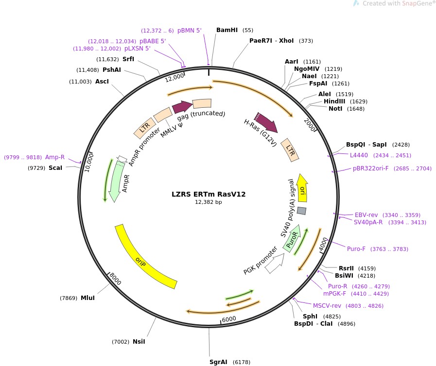 LZRS ERTm RasV12图片