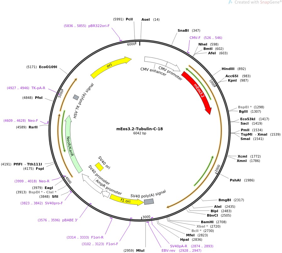 mEos3.2-Tubulin-C-18图片