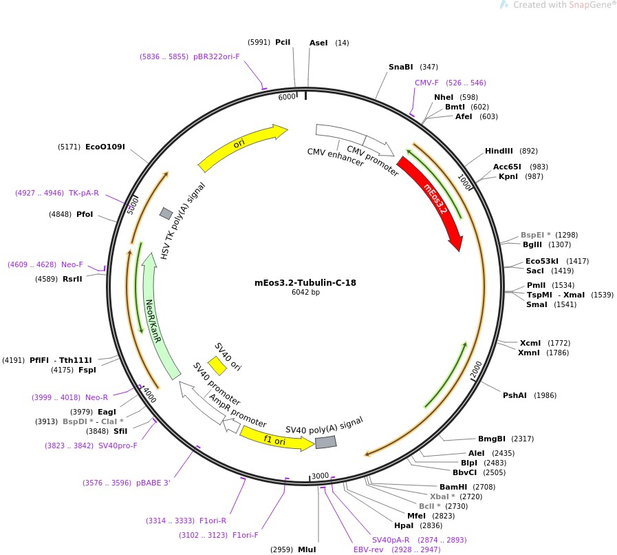 mEos3.2-Tubulin-C-18ͼƬ