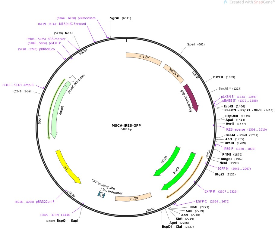 MSCV-IRES-GFP图片