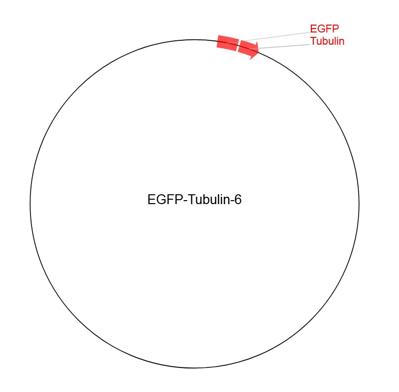 EGFP-Tubulin-6图片
