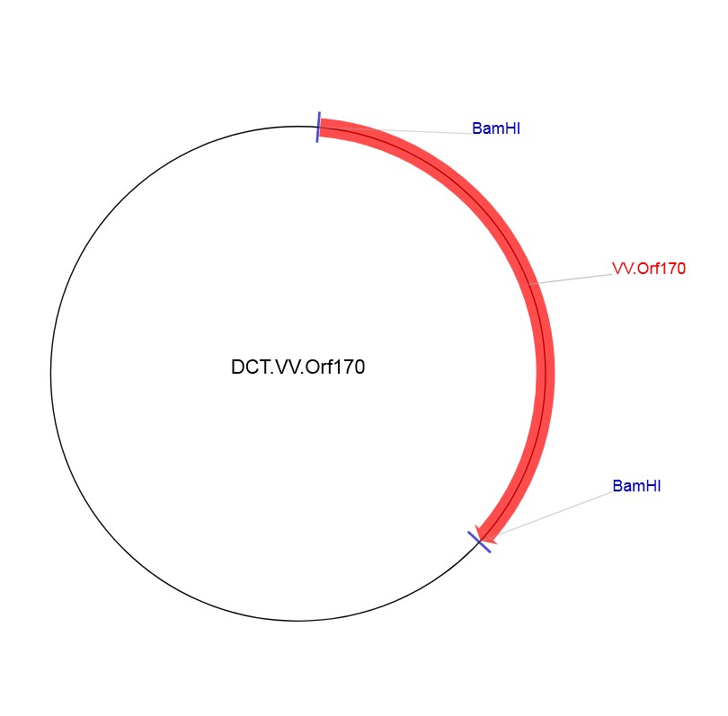 DCT.VV.Orf170图片