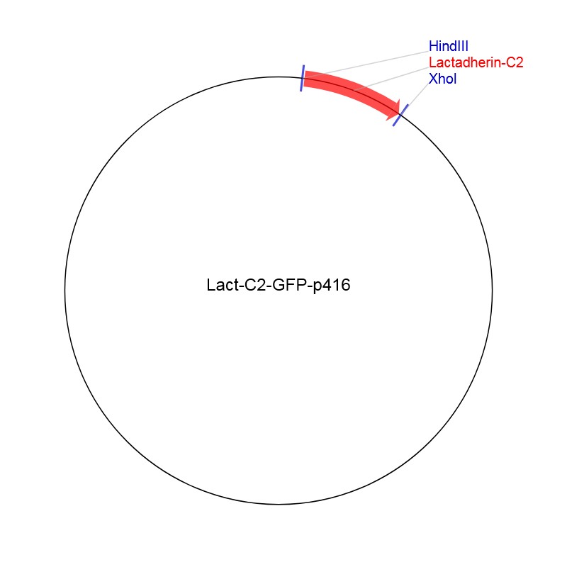 Lact-C2-GFP-p416图片