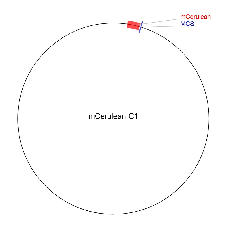 mCerulean-C1图片