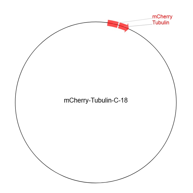 mCherry-Tubulin-C-18图片