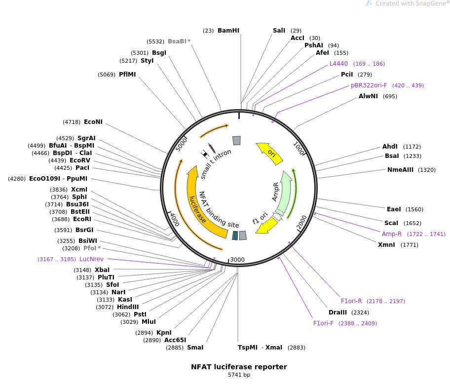 NFAT luciferase reporter图片