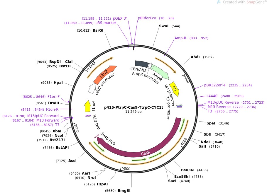 p415-PtrpC-Cas9-TtrpC-CYC1t图片
