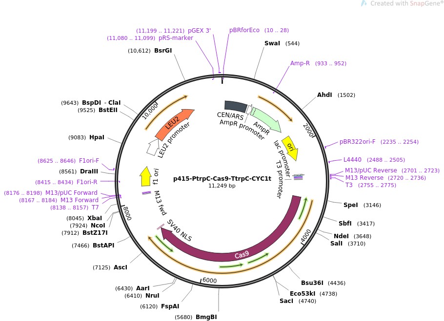 p415-PtrpC-Cas9-TtrpC-CYC1tͼƬ