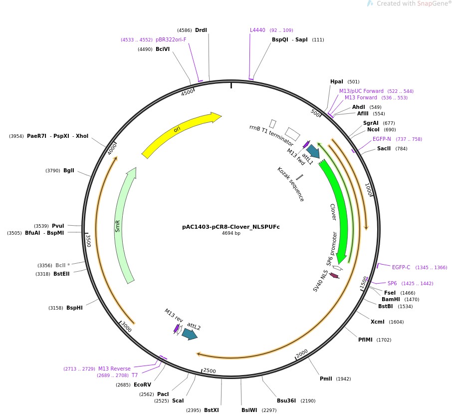 pAC1403-pCR8-Clover-NLSPUFc图片