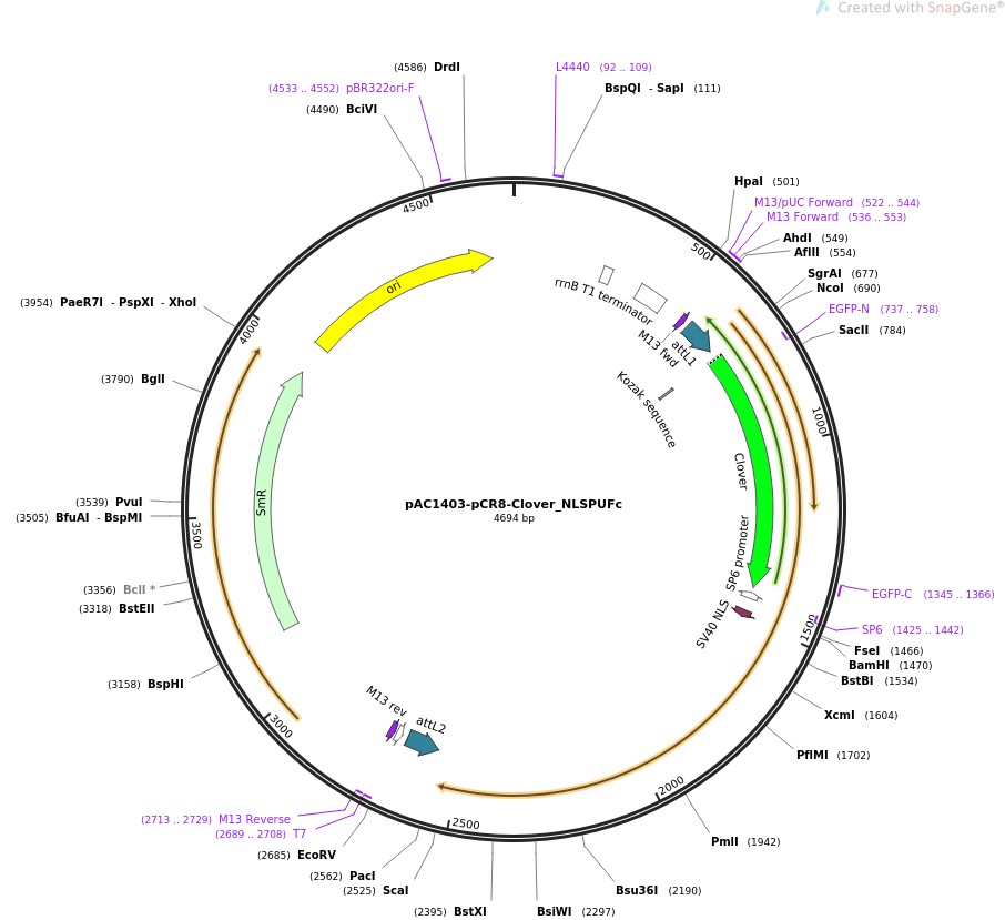 pAC1403-pCR8-Clover-NLSPUFcͼƬ