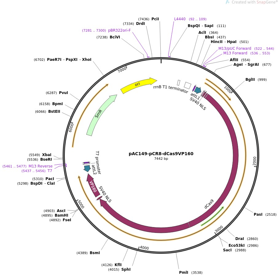 pAC149-pCR8-dCas9VP160图片