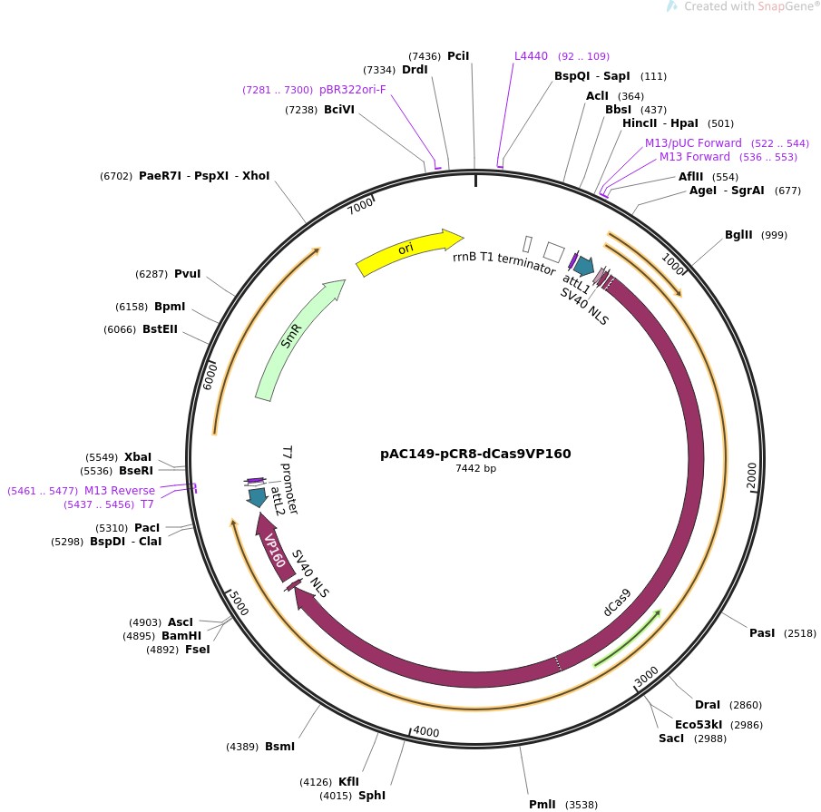 pAC149-pCR8-dCas9VP160ͼƬ