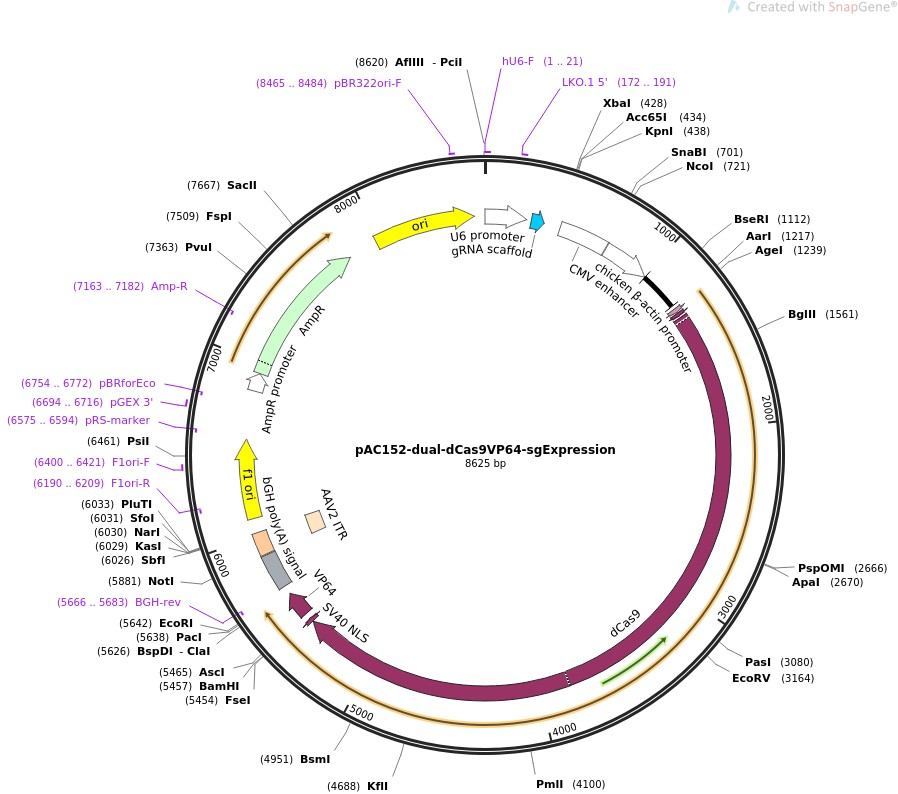 pAC152-dual-dCas9VP64-sgExpression图片