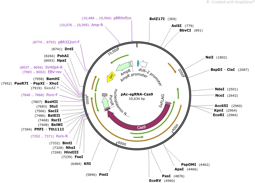 pAc-sgRNA-Cas9图片