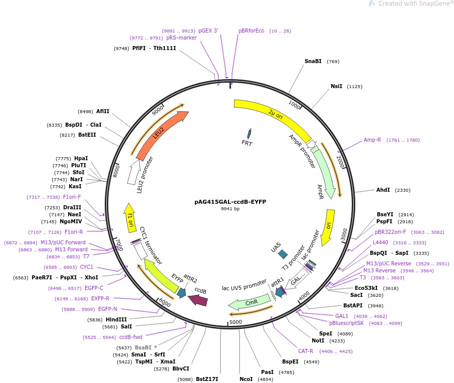 pAG415GAL-ccdB-EYFP图片