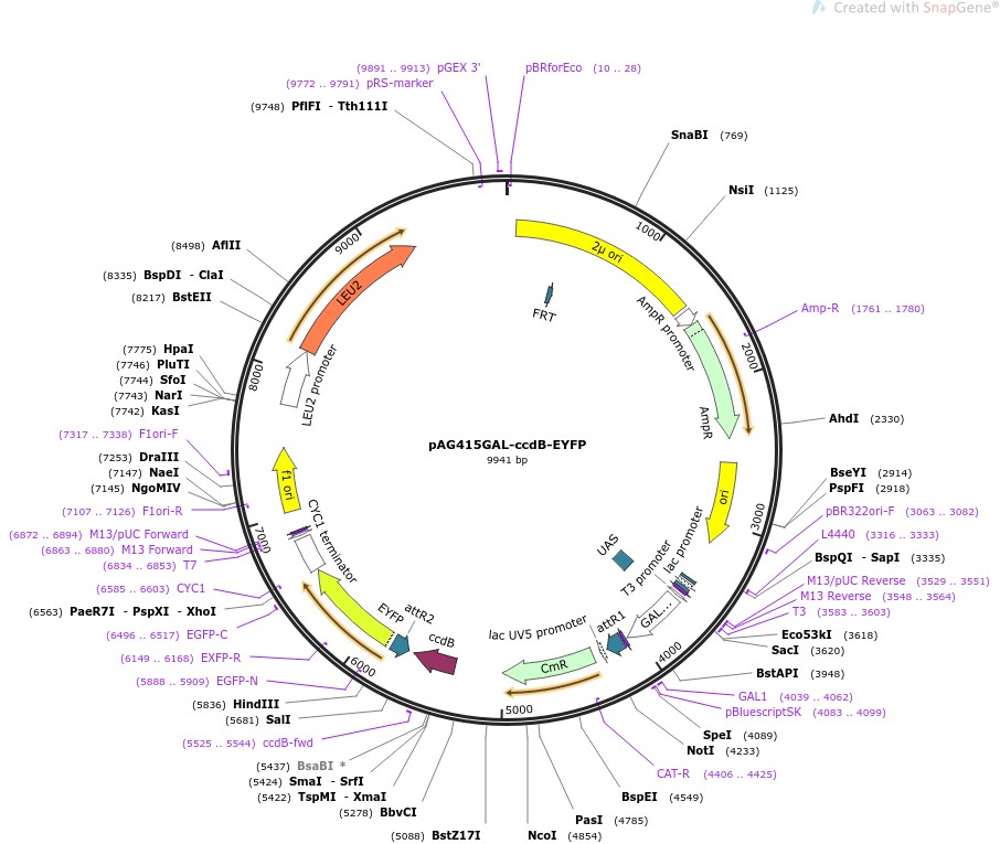pAG415GAL-ccdB-EYFPͼƬ