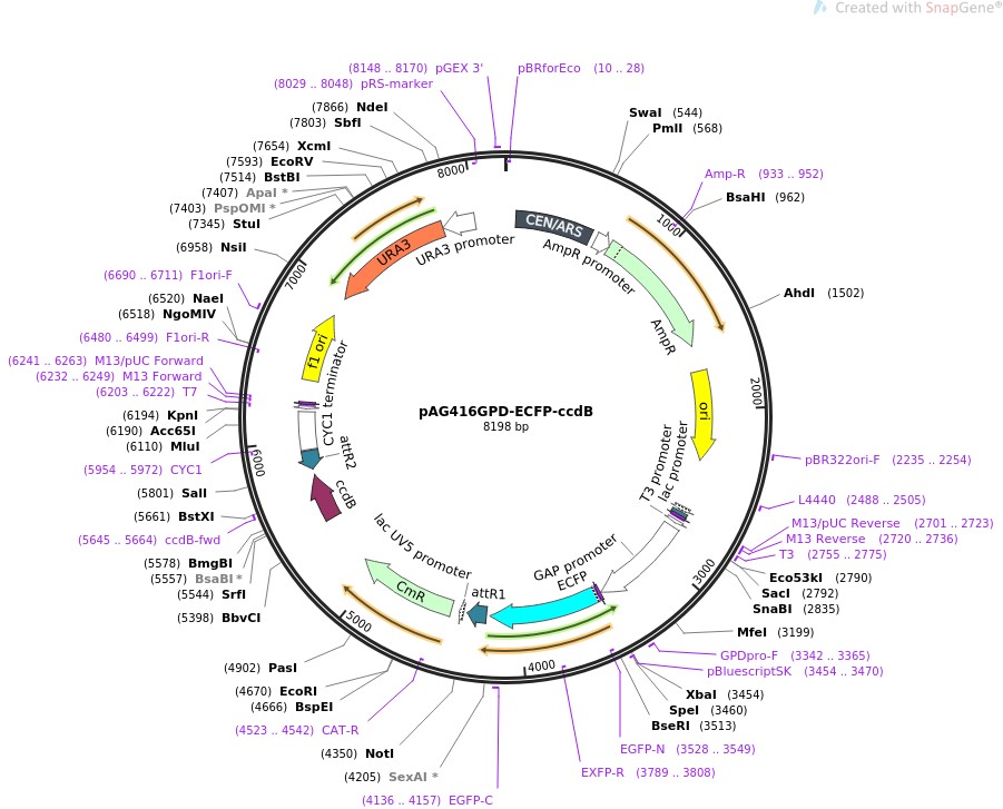 pAG416GPD-ECFP-ccdB图片
