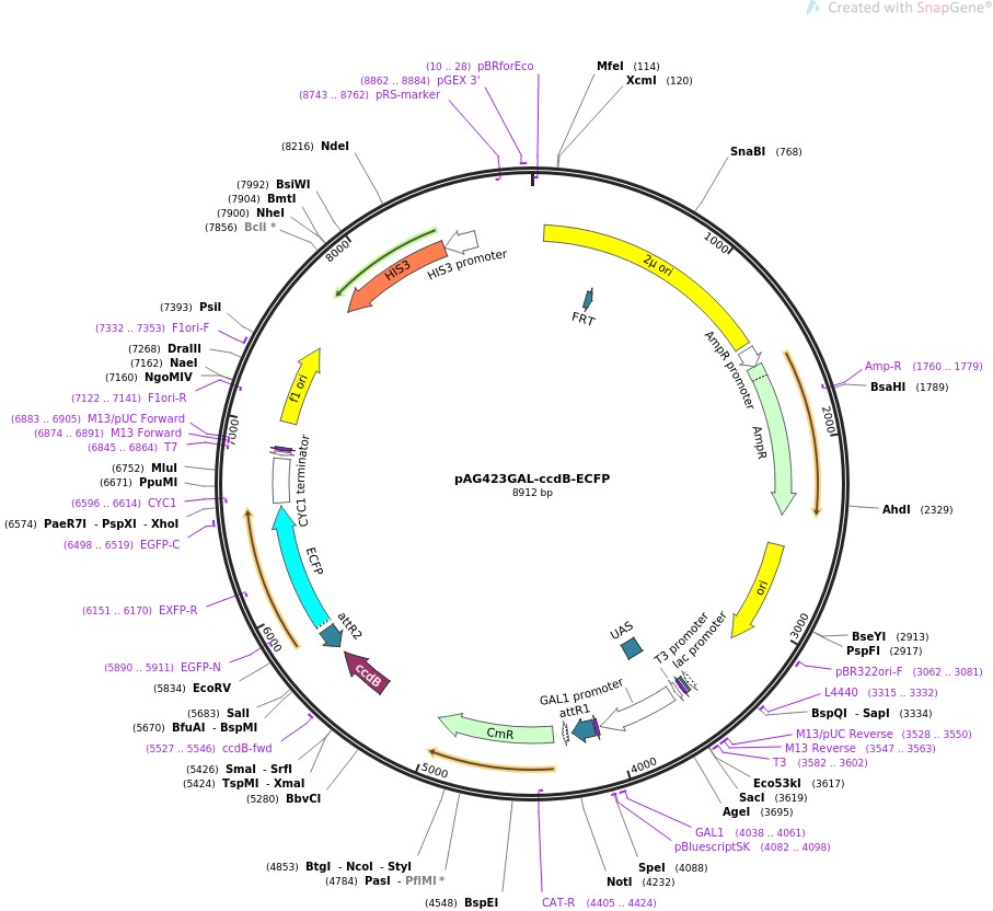 pAG423GAL-ccdB-ECFPͼƬ