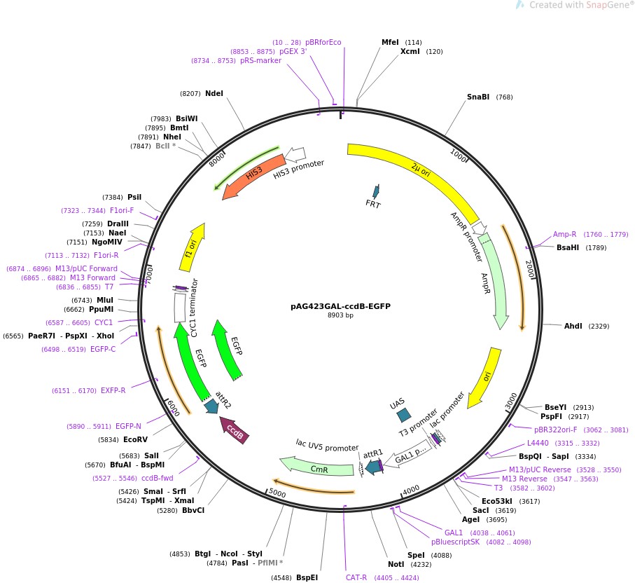 pAG423GAL-ccdB-EGFP图片