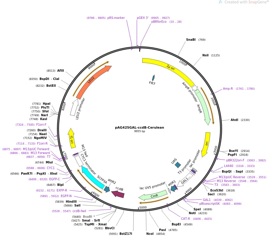 pAG425GAL-ccdB-Cerulean图片