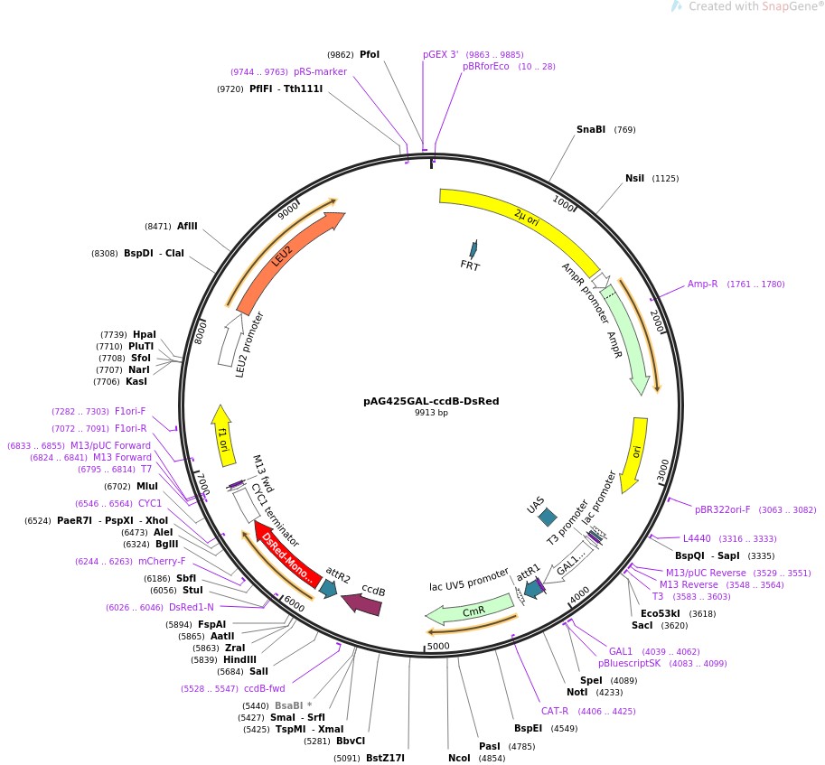 pAG425GAL-ccdB-DsRed图片