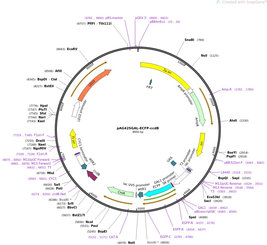 pAG425GAL-ECFP-ccdB图片