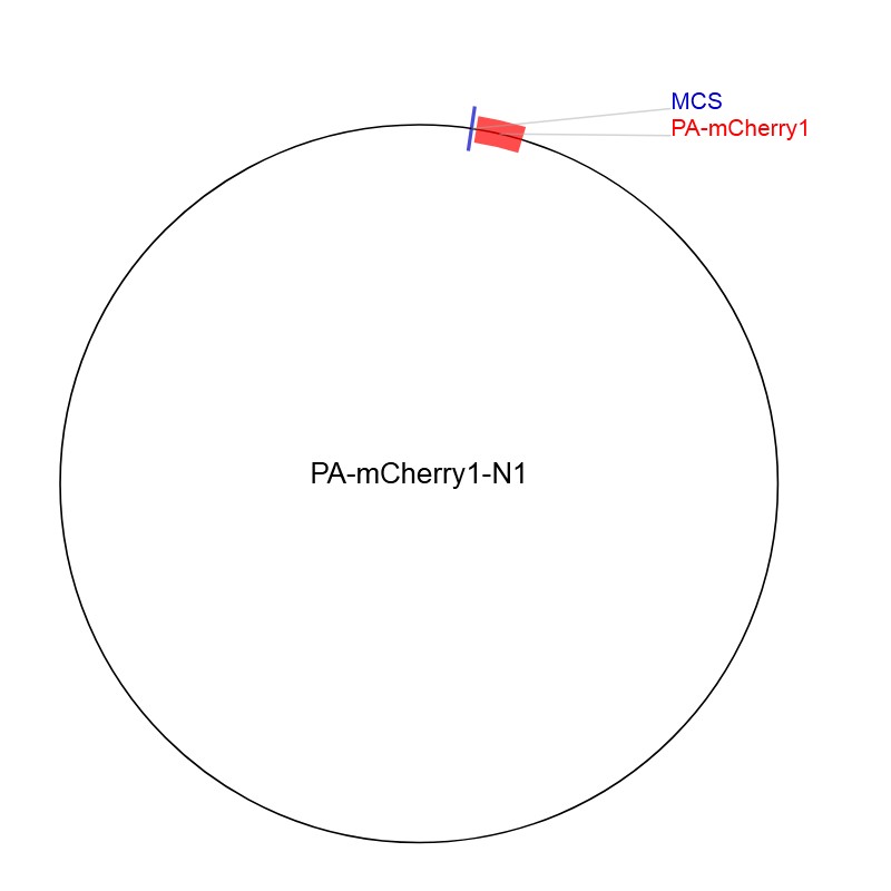 PA-mCherry1-N1图片