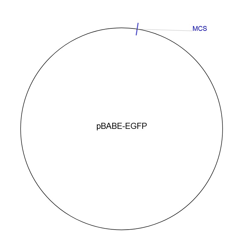 pBABE-EGFP图片