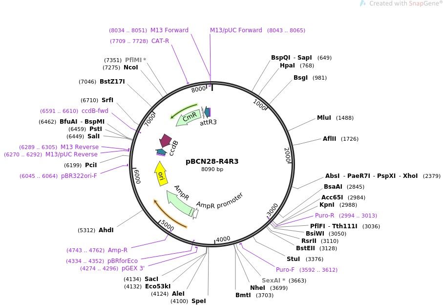 pBCN28-R4R3图片