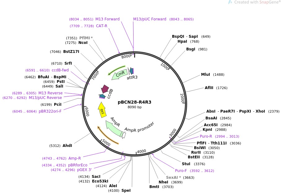 pBCN28-R4R3ͼƬ