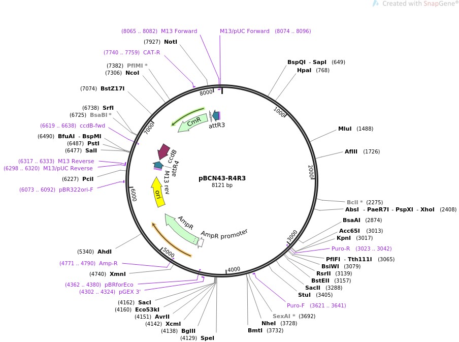 pBCN43-R4R3图片
