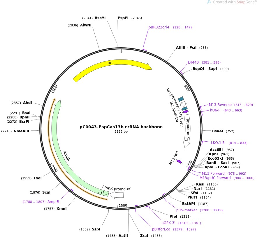 pC0043-PspCas13b crRNA backbone图片
