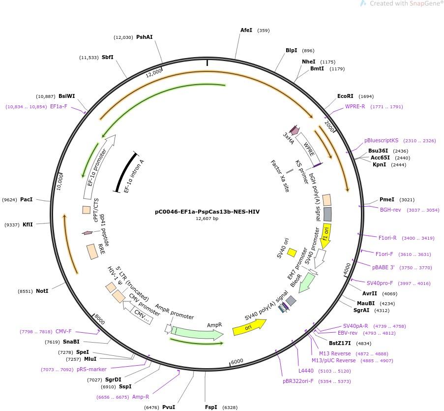 pC0046-EF1a-PspCas13b-NES-HIVͼƬ