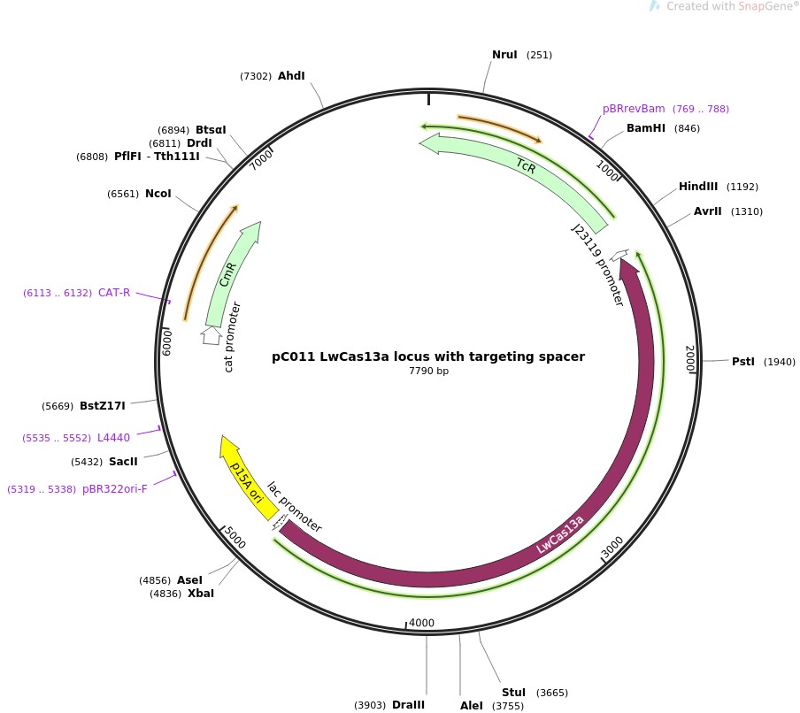 pC011 LwCas13a locus with targeting spacer图片