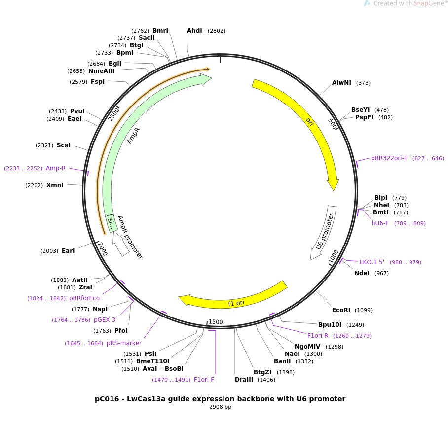 pC016-LwCas13a guide expression backbone with U6 promoter图片