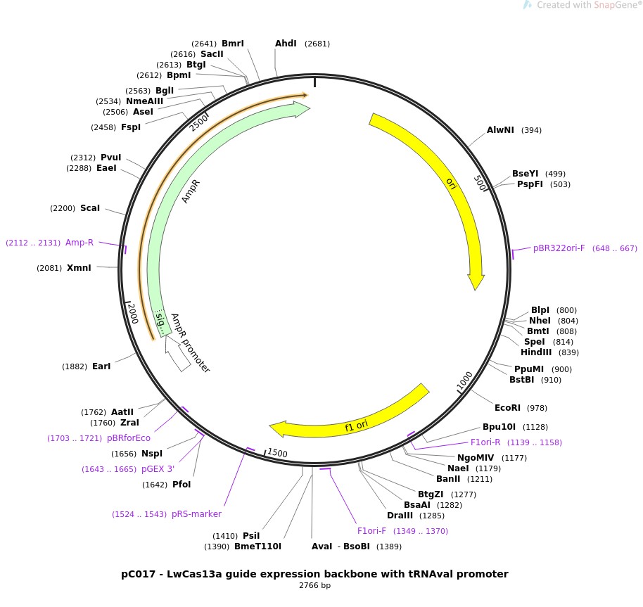 pC017-LwCas13a guide expression backbone with tRNAval promoter图片