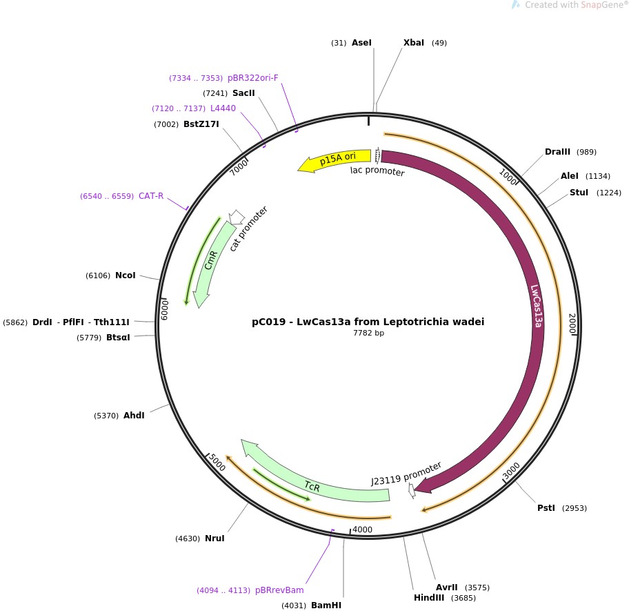 pC019-LwCas13a from Leptotrichia wadei图片