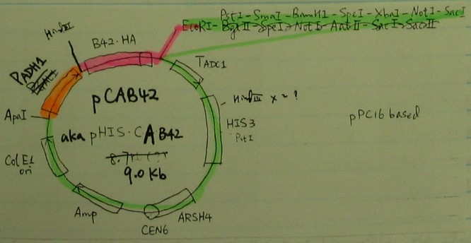 pCAB42图片