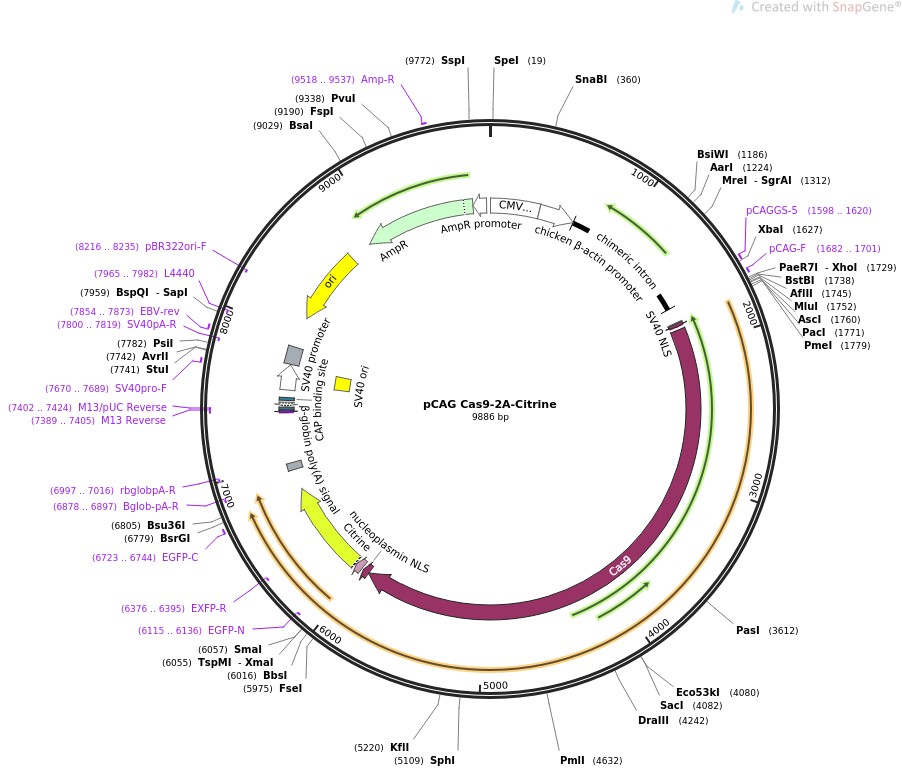 pCAG Cas9-2A-CitrineͼƬ