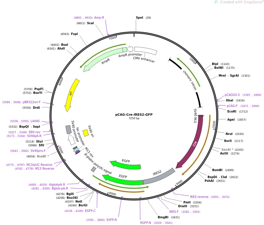 pCAG-Cre-IRES2-GFP图片