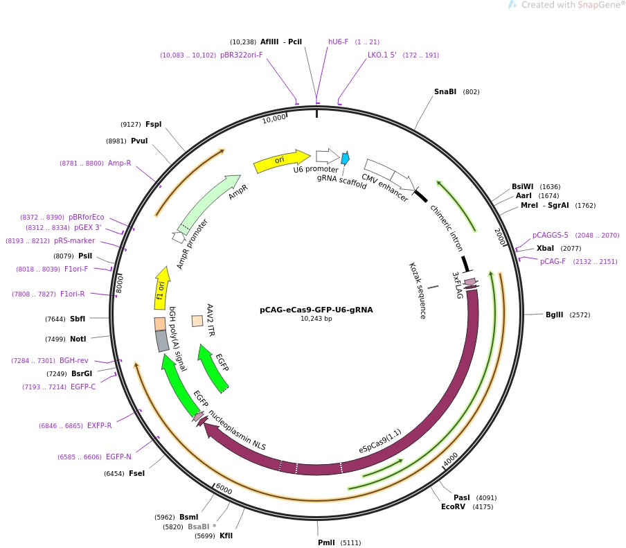 pCAG-eCas9-GFP-U6-gRNA图片